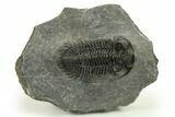 Coltraneia Trilobite Fossil - Huge Faceted Eyes #225326-2